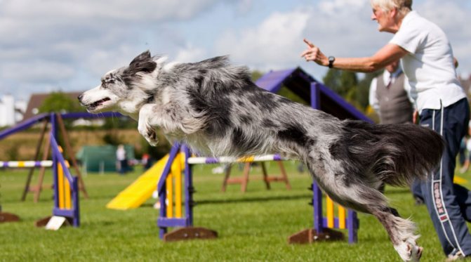 спорт с собакой аджилити