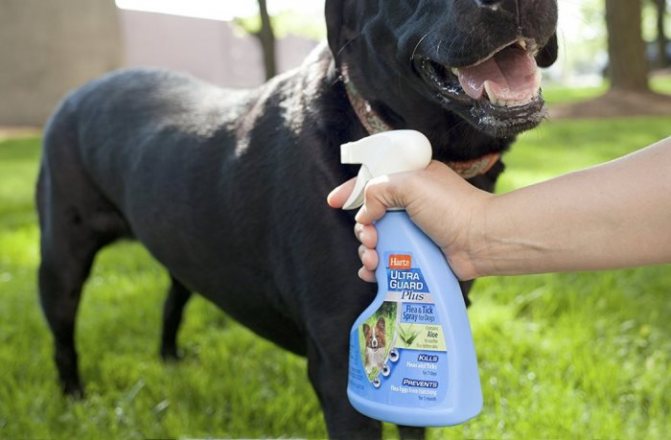 Спреи для собак от блох и клещей 10 самых эффективных средств