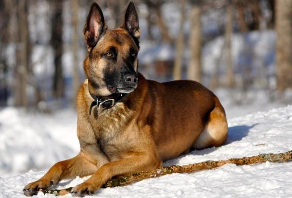 Средние-породы-собак-Описания-особенности-названия-и-виды -средних-пород-собак-43