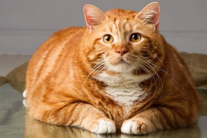 Средний вес британской кошки