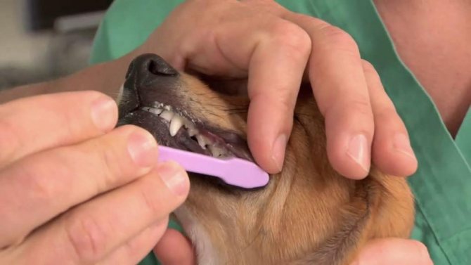 средство для чистки зубов у собак