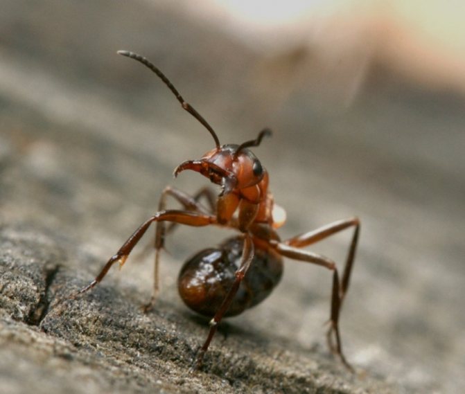 средство от муравьев в теплице