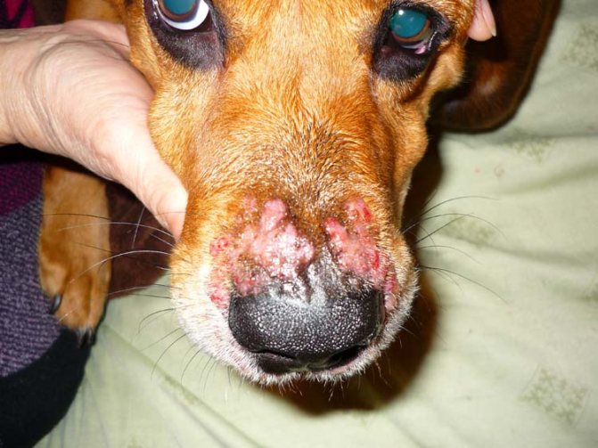 Стафилококковые поражения морды собаки