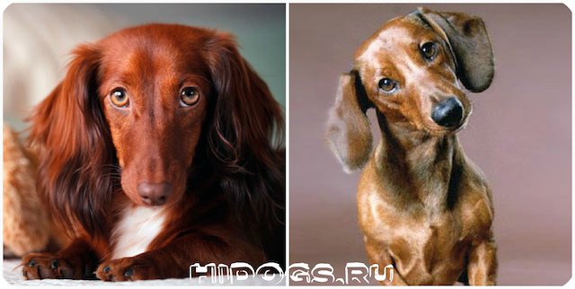 Стандарт пооды собаки такса, вес рост и правильное развитие, как выбрать щенка, воспитание и характер собаки.