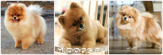 Стандарт породы померанского шпица, особенности содержания, воспитания, внешний вид и характеристики собаки по стандарту.