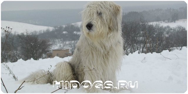 Стандарт породы Южнорусских овчарок, все о собаке от а до я, особенности ухода.