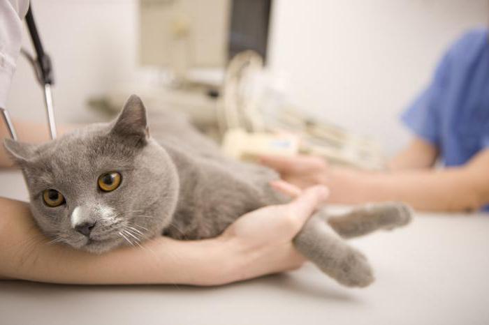 стерилизация кошки лапароскопическим способом цена