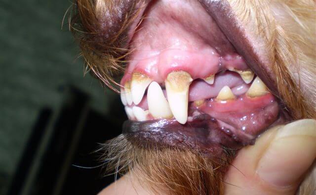 Стоматит как следствие зубного камня у собаки