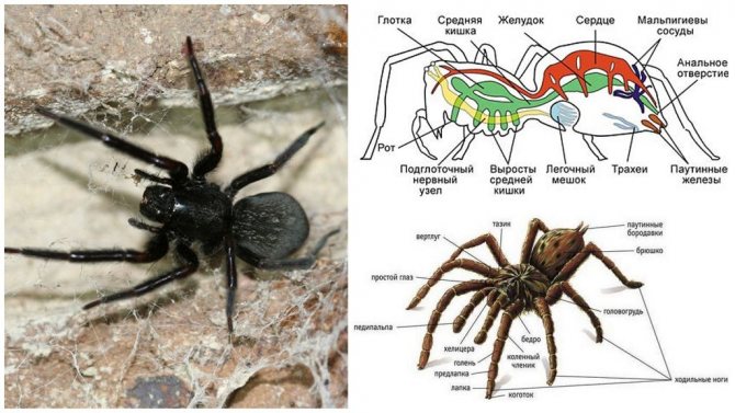 Паук в разрезе фото