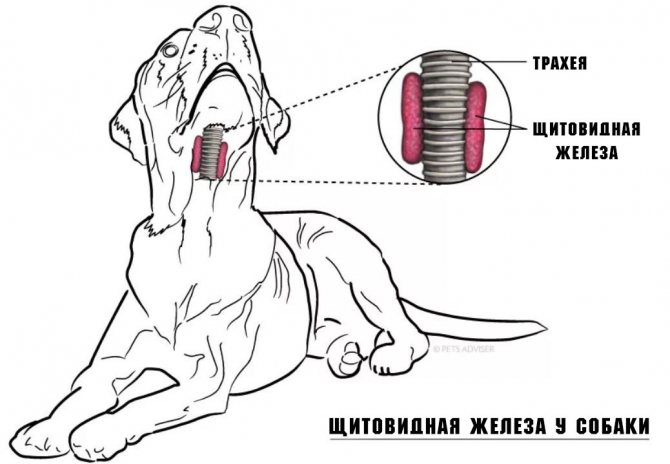 строение щитовидки собаки