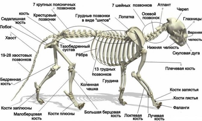 Строение скелета кошки