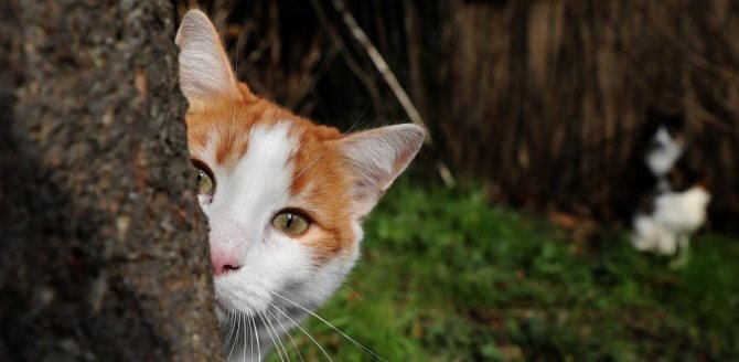 Стронгхолд для кошек – инструкция, как действует и как применять от блох, клещей и глистов