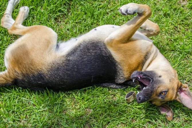 Судороги у собаки с пеной изо рта: причины и лечение, как оказать первую помощь при приступе, разновидности спазмов