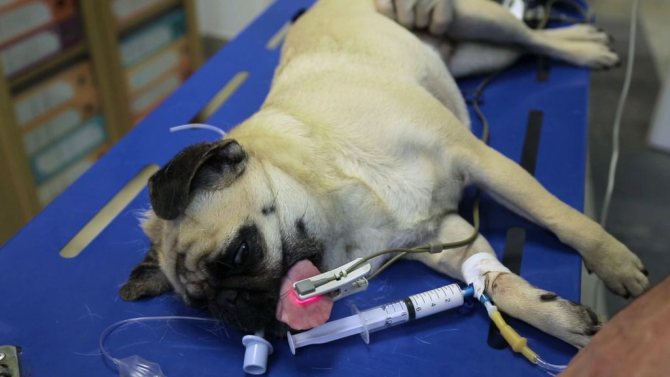 Судороги у собаки с пеной изо рта: причины и лечение, как оказать первую помощь при приступе, разновидности спазмов