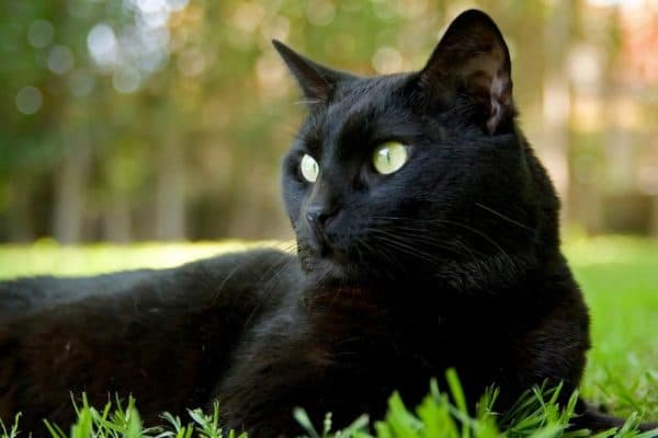 Суеверия о черных кошках