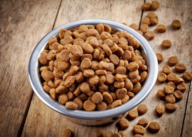Сухой корм полезен для ротовой полости кошачьих в плане очищения зубов