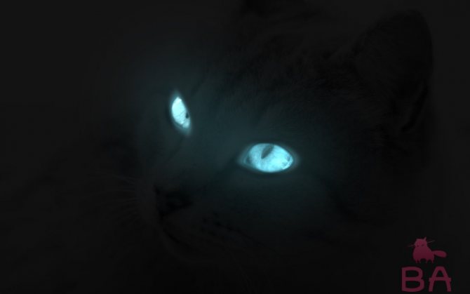 Светящиеся глаза у кошки