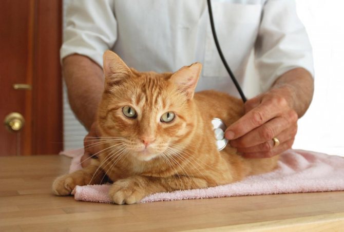 Свищ у кошки: причины появления, как лечить