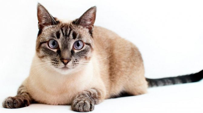 Тайская кошка (59 фото): описание характера котов тайской породы. Выбор корма для котят. Сколько живут пушистые кошки? Отзывы владельцев