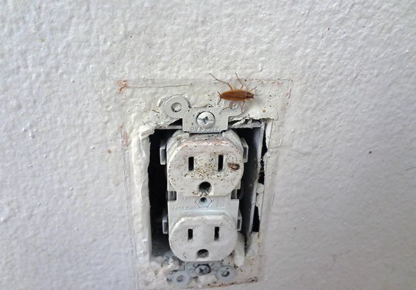 Тараканы могут проникать в помещение через розетки от соседей.