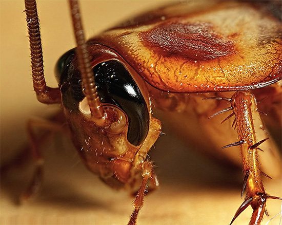 Тараканы не нападают на человека целенаправленно, но способны кусать спящих людей во сне, объедая частички кожи вокруг губ, на пальцах и т.д.