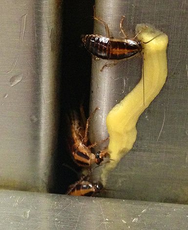Тараканы поедают инсектицидный гель.