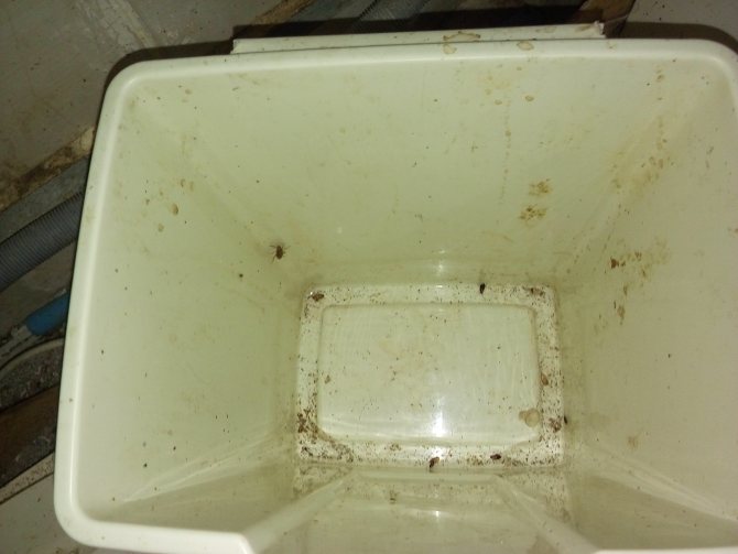 тараканы в грязном мусорном ведре