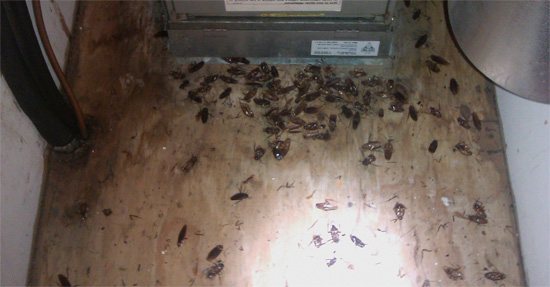 Тараканы возле вытяжки на кухне