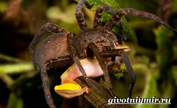 Тарантул-паук-Образ-жизни-и-среда-обитания-паука-тарантула-11