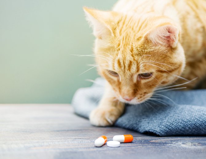 Таурин для кошек - вред и польза от витаминов