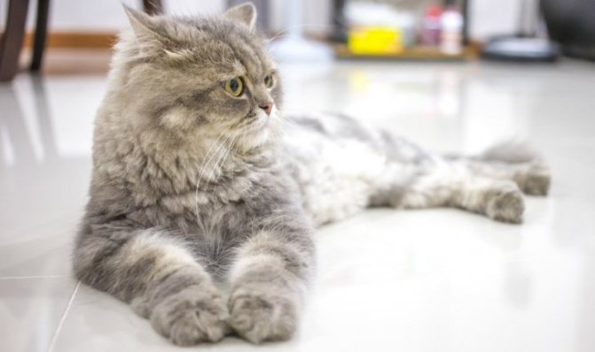 Таурин: почему он важен для здоровья кошек