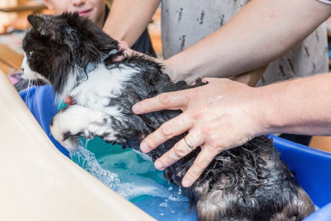 Температура воды для купания кошки - правила и особенности