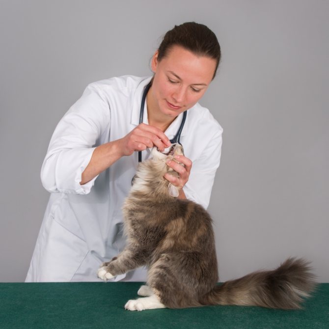 Тербинафин для кошек - инструкция по применению, дозировка