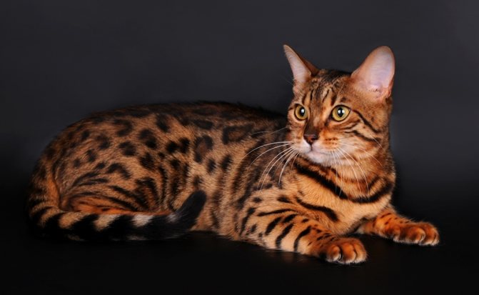 Тигровая кошка: фото, окрас, описание породы
