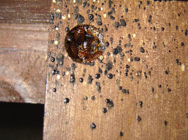 Типичное гнездо клопов в мебели - в нем находятся взрослые особи, личинки и яйца паразитов.