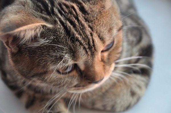 Токсокароз у кошек: симптомы и лечение заболевания