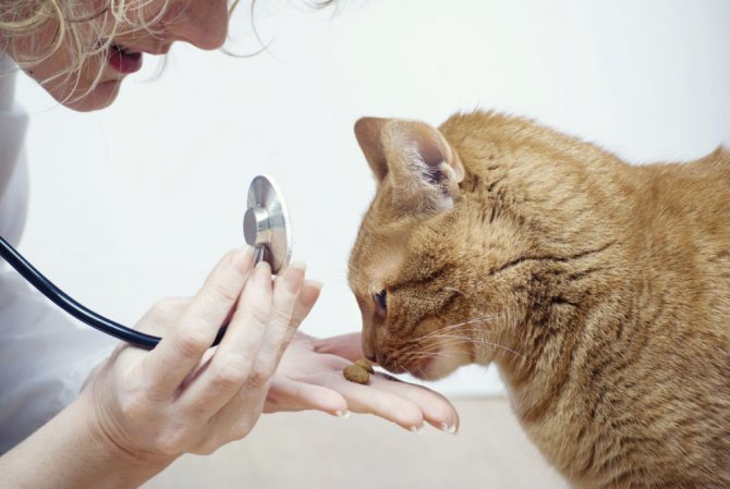 Только ветеринар может назначить антибиотики питомцу