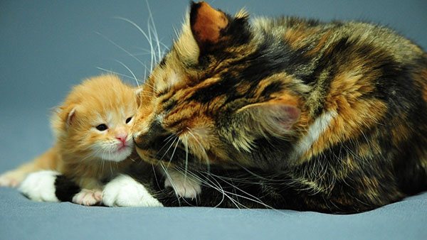 Трехцветная кошка с котенком