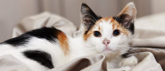 Трехцветная кошка в доме: Приметы и суеверия
