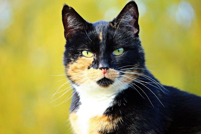Трехцветная кошка в доме: Приметы и суеверия
