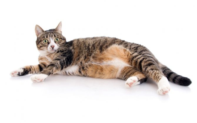 Трехцветные кошки — символ счастья в доме