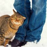 Трение кошек о ноги человека и мурлыканье могут многое рассказать об их состоянии