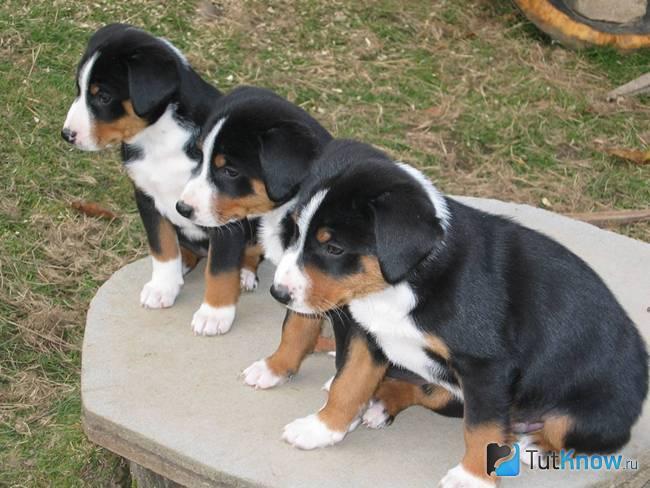 Три щенка аппенцеллера зенненхунда