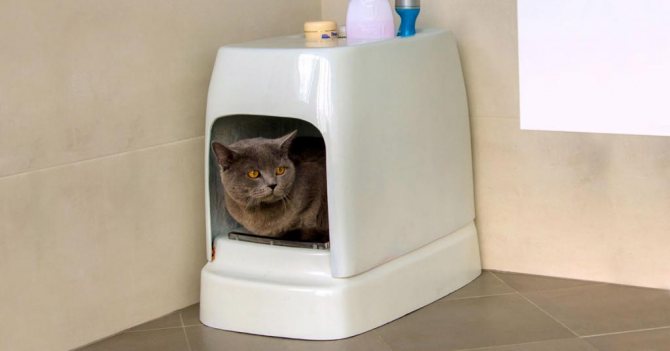 Туалет домик для кошек.jpg