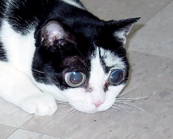 У этого животного поражены заболеванием оба глаза