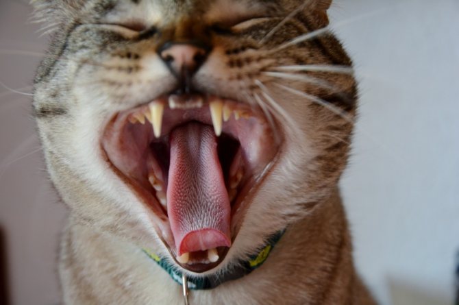 У кошек шершавый язык - причины и что делать