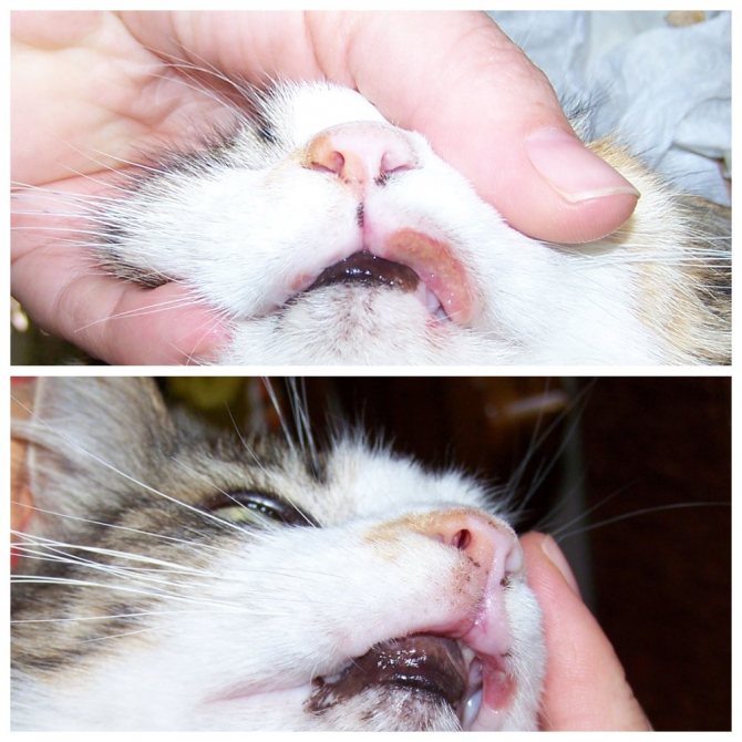 У кошки на губе болячка - что делать