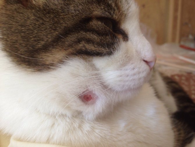 У кошки расчесы из-за бактериальных заболеваний