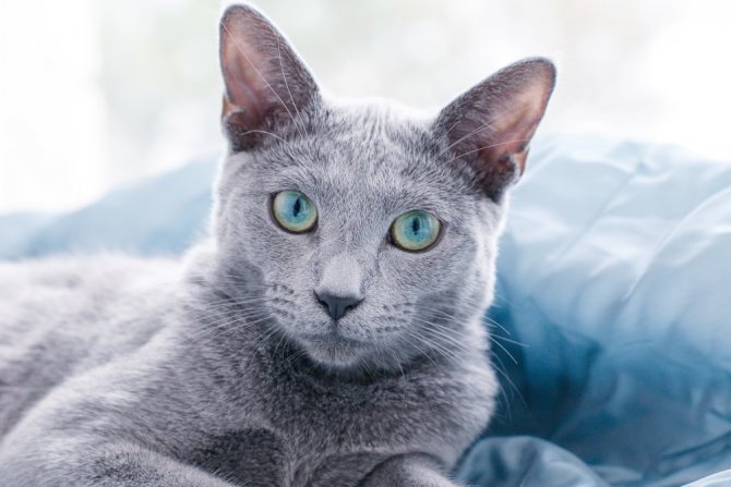 У кошки синий язык - причины и что делать