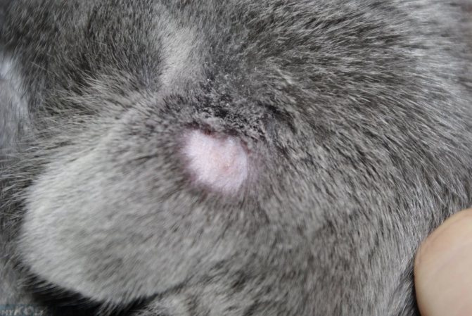У кошки выпадает шерсть клоками до проплешин: что делать?